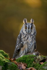 Long-eared owl