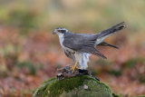Goshawk