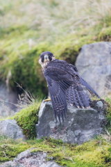 Peregrine