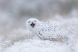 9. Birds of Prey in Cumbria