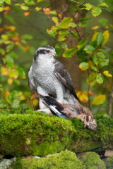 Goshawk