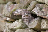 Little owl