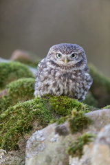 Little owl