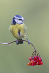 Blue tit