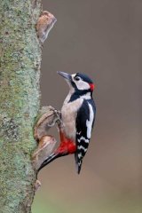 Great spotted woodpecker
