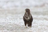 Common buzzard