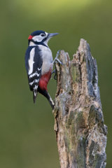 Great-spotted woodpecker
