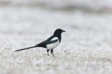 Magpie