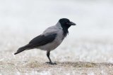 Hooded crow