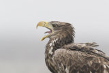 White-tailed eagle