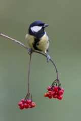 Great tit
