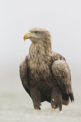 White-tailed eagle