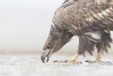 White-tailed eagle