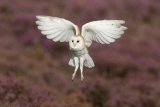 Barn owl