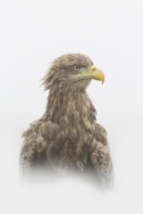 White-tailed eagle