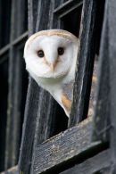 Barn owl