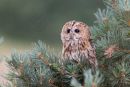 tawny owl