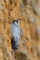 Peregrine
