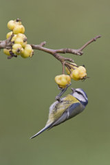 Blue tit