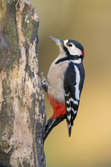 Great-spotted woodpecker