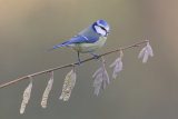 Blue tit