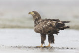White-tailed eagles in Hungary
