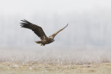 White-tailed eagle