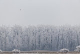 White-tailed eagle