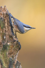 Nuthatch