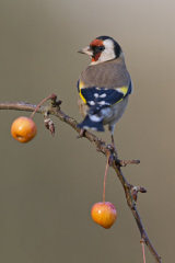 Goldfinch