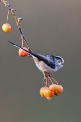 Long-tailed tit