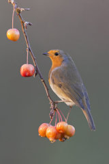 Robin