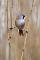 Bearded tit