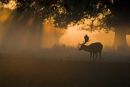 001 Fallow Deer