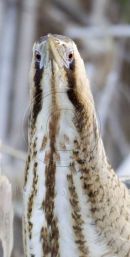 Bittern