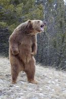 Grizzly Bear