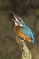 Kingfisher