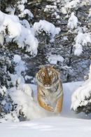 Siberian tiger