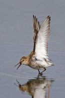 Dunlin