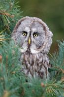 Great grey owl
