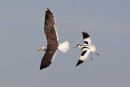 Avocet chasing gull