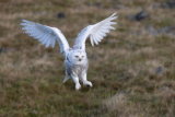 Snowy owl