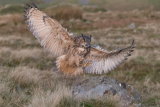 Eagle owl