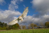 Barn owl