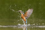 Kingfisher