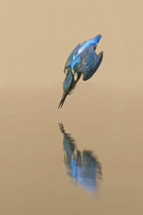 Kingfisher