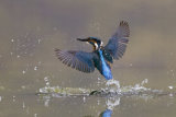 Kingfisher