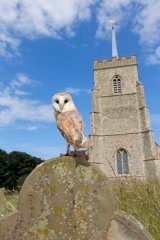 Barn owl