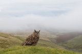 Eagle owl