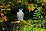 Goshawk